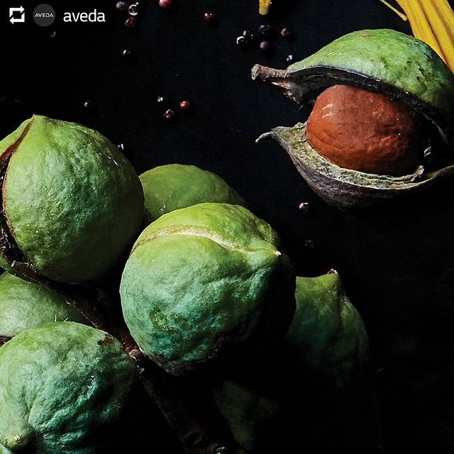 Macadamia trees grow in warm climates, and their nuts aren't picked but rather gathered when they fall. They're also the toughest nut to crack — it takes 300 pounds per square inch to crack their shells! Why do we use them? Because macadamia oil helps smooth hair. You'll discover this ingredient and its benefits in #DamageRemedy Daily Hair Repair. #knowwhatweremadeof