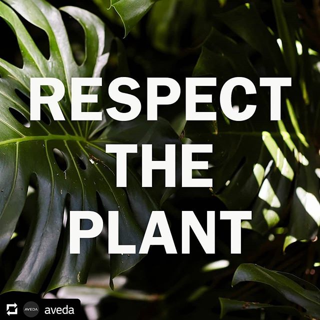Everything beautiful begins with plants. That’s what our founder Horst believed, and it’s still true today. Plants do more than brighten our days, feed our families and provide shelter for pollinators, insects and animals — they also power your favorite Aveda products! So give them some today … and every day. #knowwhatweremadeof