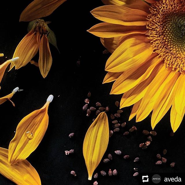 It’s always sunflower season at Aveda! We use sunflower oil in Hand Relief for its rich conditioning benefits. It works with andiroba oil and other ingredients to give you lasting softness. Use it perennially — or maybe a lot more often than that.