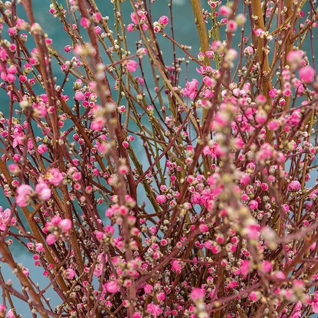 Are YOU thinking pink? We can’t help but have the happy, summery hue on our minds lately … and can you blame us? It’s all because of #CherryAlmond! #thinkpink